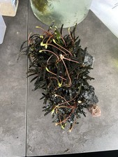 Bucephalandra « Velvet Tricolor » ( Plante Aquatique / Aquarium / Paludarium )