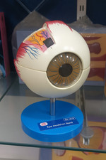 3D Humain Eye Anatomique