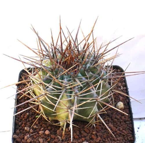 Echinocactus ingens super - ingens,