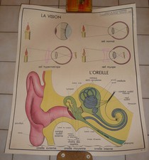 Affiche Scolaire vintage An 50's Rossignol école --> N° 21 - 22   LA VISION 