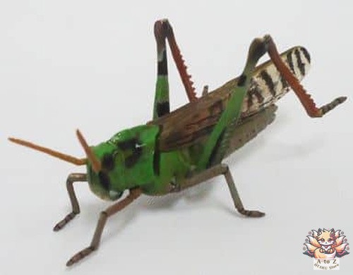 Inago grasshopper colorful - inago,