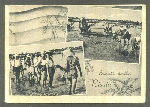 Saluti dalla risaia - saluti,