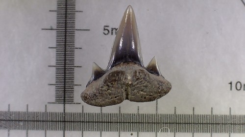 Shark tooth dent requin - -, de