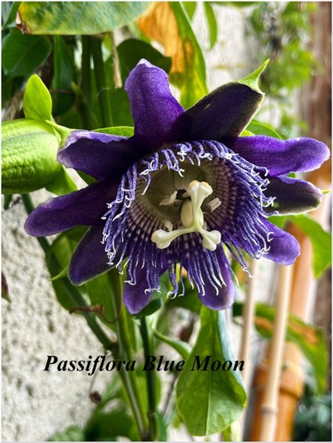 Passiflora blue moon 1 - blue, °