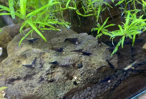 Crevette neocardina black - 10,