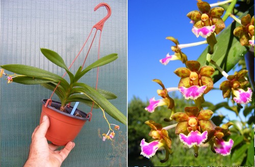 Aerides flabellata orchidée - aerides, flabellata,