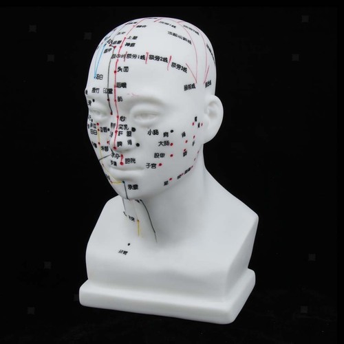 Modèle méridien tête - modèle,