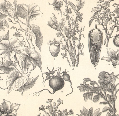 1897 gravure originale - gravure,