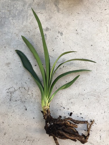 Clivia miniata bush lily - bush,