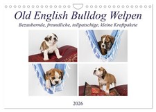 Old English Bulldog Welpen