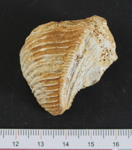 Fossile trigonia bajocien - fossile,