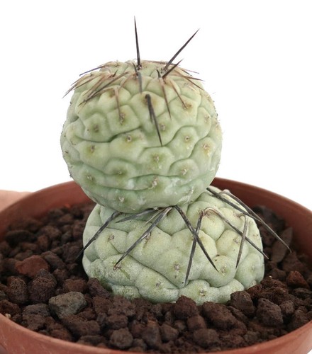 Tephrocactus geometricus thin - geometricus,