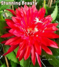 🌺 ÉPIPHYLLUM RARE -