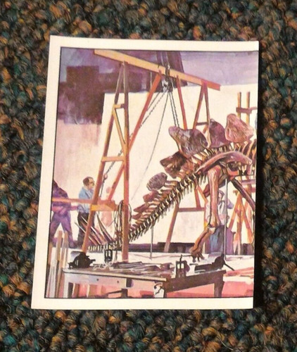 Panini animaux - panini, **