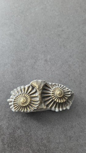 Ammonite fossile pyrite - ammonite,