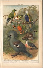 1897 Lithographie Ptilope Goura couronné Columbidae Oiseaux Ornithologie