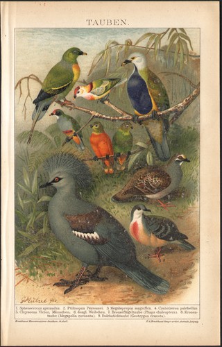 1897 lithographie ptilope - lithographie,
