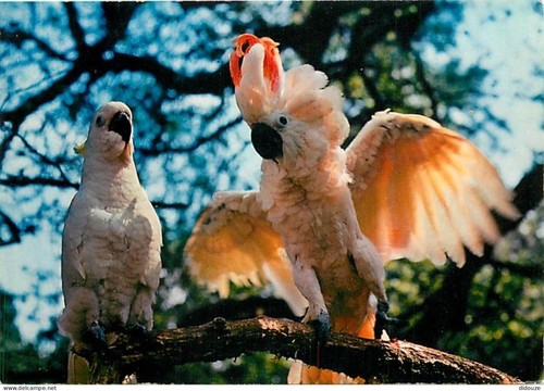 Carte postale animaux - carte,