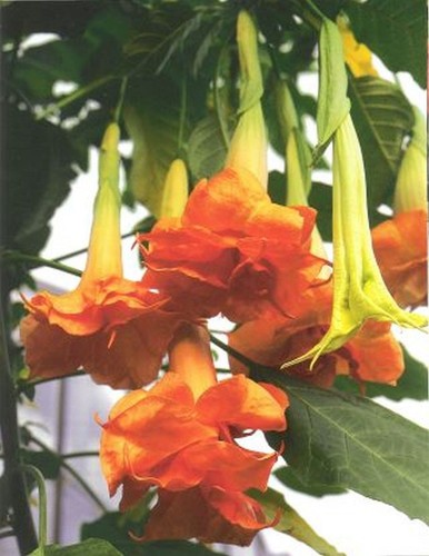 Brugmansia - brugmansia, datura