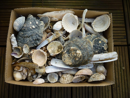 Lot coquillages provenant - provenant, de