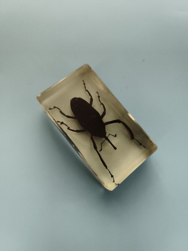 Bloc décoratif insecte