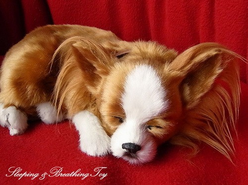 Breathing pet chihuahua long - breathing,