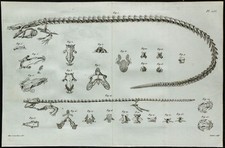 1836 - Squelette de sirène et Axolotl - Gravure de Paléontologie de Cuvier