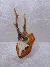 RJK7FU - Bois De Cerf Sur