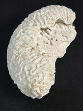 FOSSILE CORAIL BLANC CERVEAU