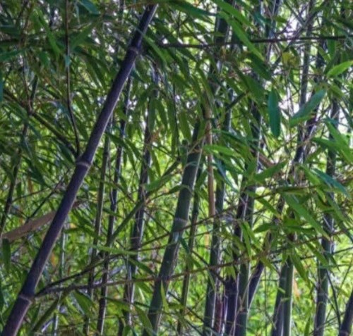 Black bamboo true - bamboo,