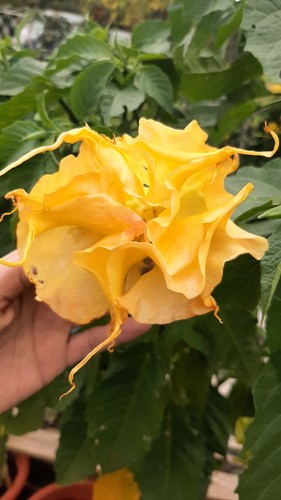 Brugmansia virgil cutting - brugmansia, sb