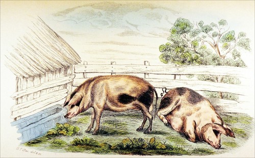 Couple cochon verrat et - de,