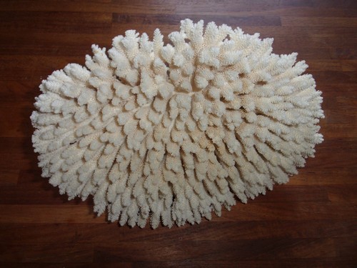 Corail blanc cm - 22,
