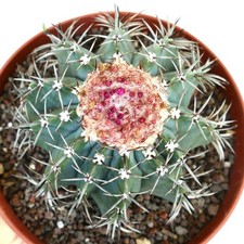 Melocactus specie from Macampo CUBA - même localité que le Melocactus harlowii