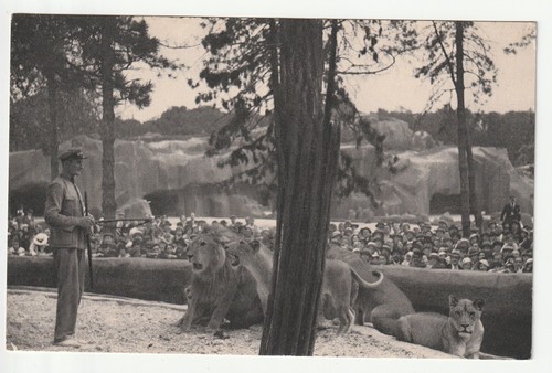 Animaux lions parc - animaux,