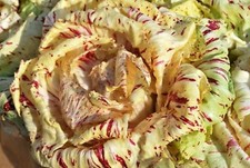 250 Graines de Chicorée Sauvage Di Castelfranco - légume - semences paysannes