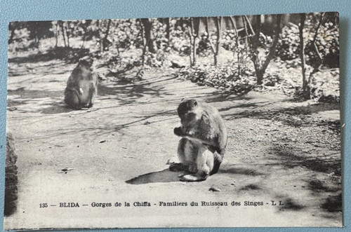 Cpa algérie blida gorges - blida,