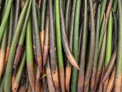 Mangrove pneumatophores 250pcs - pneumatophores,