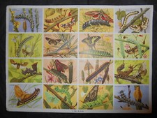 ANCIENNE planche scolaire 63