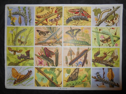 Ancienne planche scolaire - scolaire, 63