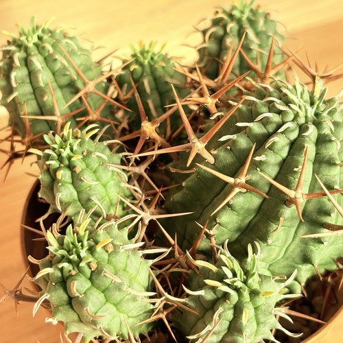 Euphorbia stellispina pot - stellispina,,