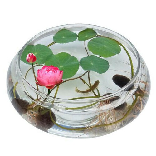Graines fleurs lotus - graines,