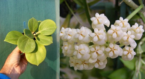 Hoya pachyclada,