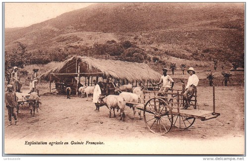 Guinee une exploitation - -,