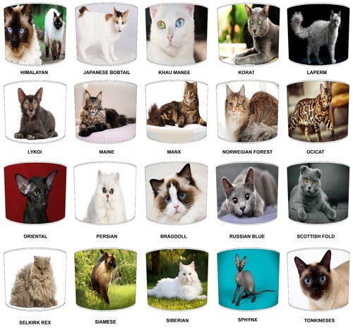 Félin chat abat jour - chat, abat-jour