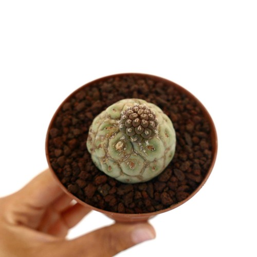 Tephrocactus geometricus two - geometricus,