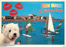 Animaux - Chiens - Bichon Maltais - Valras Plage - Planche à Voile - Flamme Post