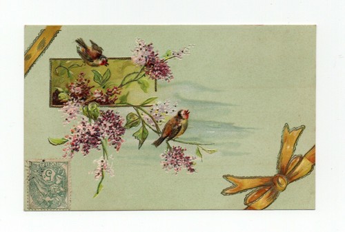 Oiseaux chardonnerets - chardonnerets,