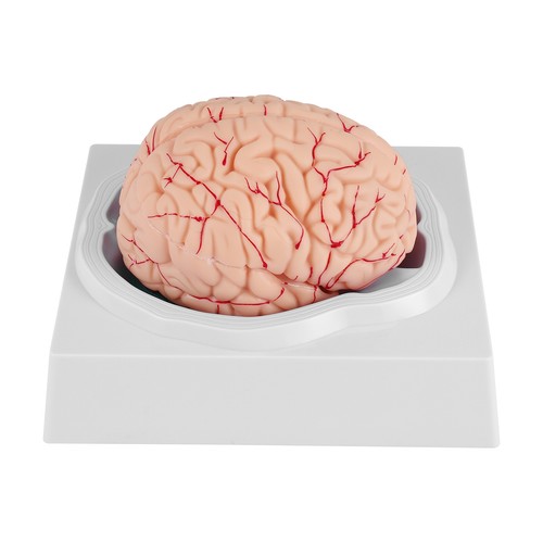 Cerveau humain modèle - cerveau, humain,