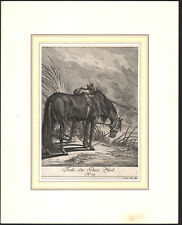1753 Gravure originale Johann Elias Ridinger Le Franches-Montagnes Cheval